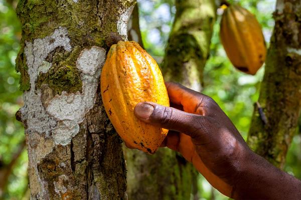 Cacao Trace - Infos